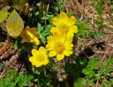 Pulsatilla aurea