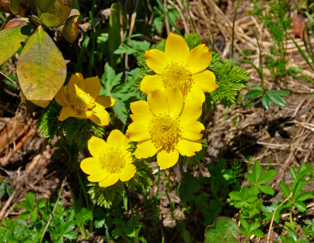 Image of Pulsatilla aurea specimen.