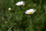 Anthemis palaestina