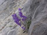 Campanula collina. Цветущее растение. Кабардино-Балкария, Эльбрусский р-н, южный склон Эльбруса, дорога к Терскольской обсерватории, на обнажении лавовых скал. 30.09.2009.
