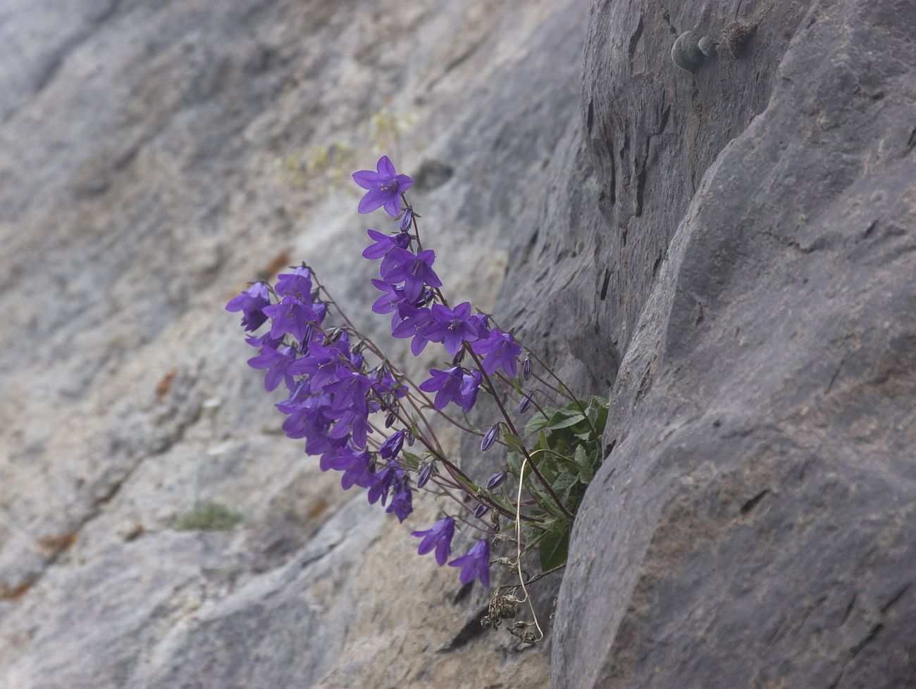 Image of Campanula collina specimen.