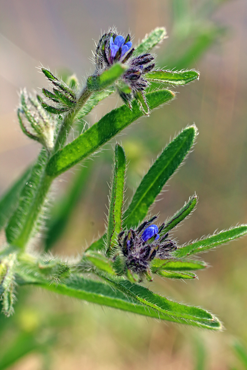 Image of Heterocaryum szovitsianum specimen.