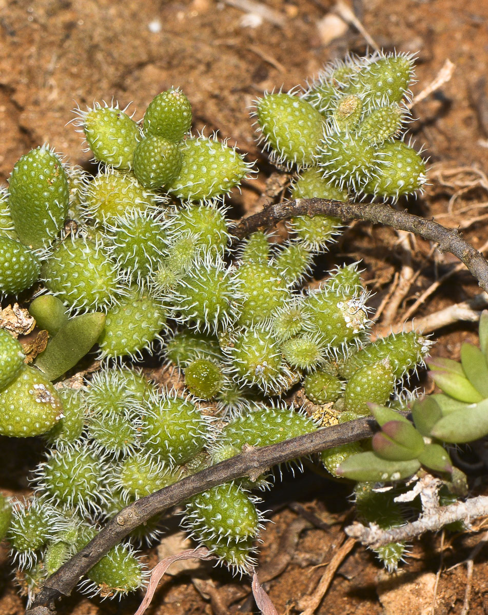 Изображение особи Delosperma echinatum.