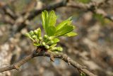 Prunus domestica