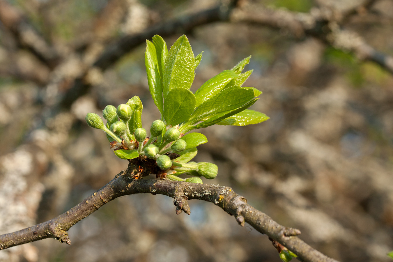 Изображение особи Prunus domestica.