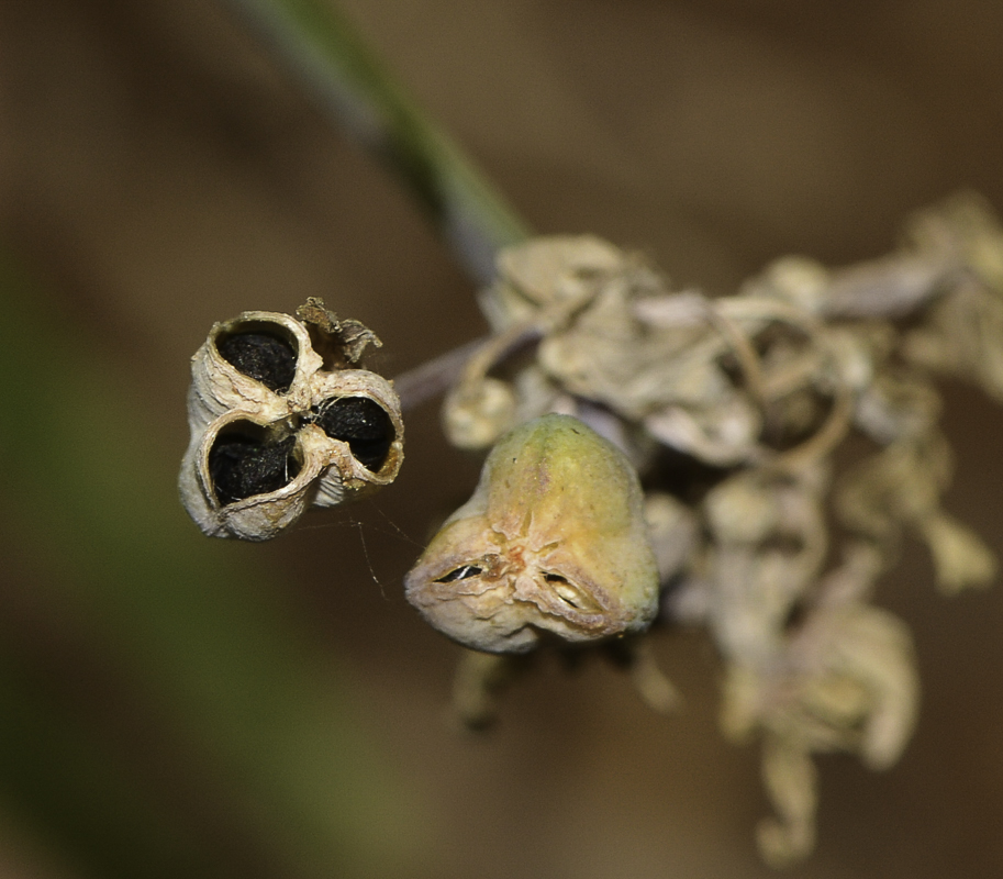 Image of Tulbaghia violacea specimen.