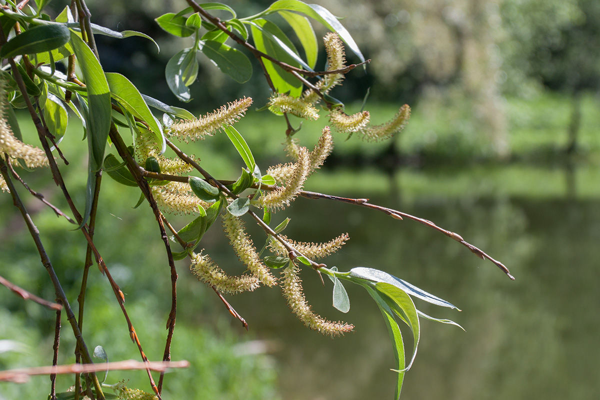 Image of Salix alba specimen.