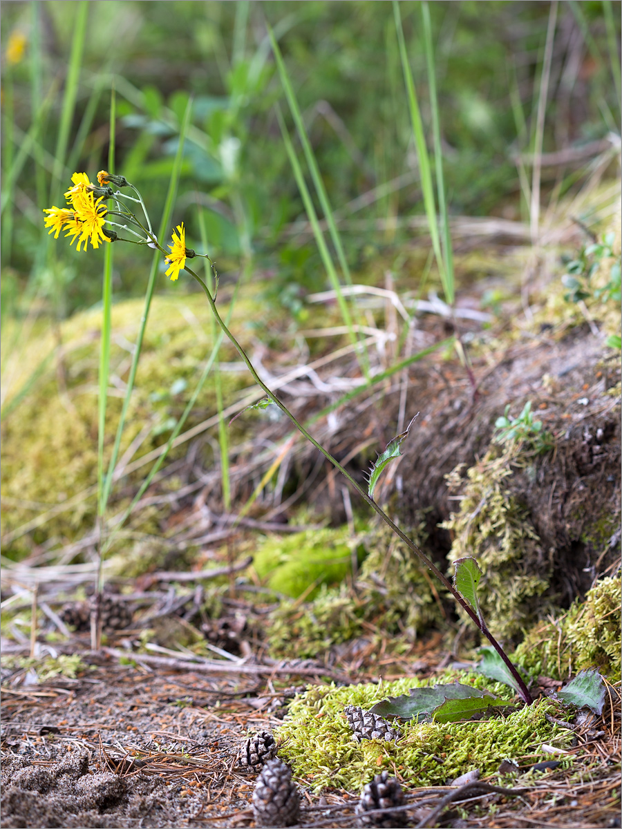 Изображение особи род Hieracium.