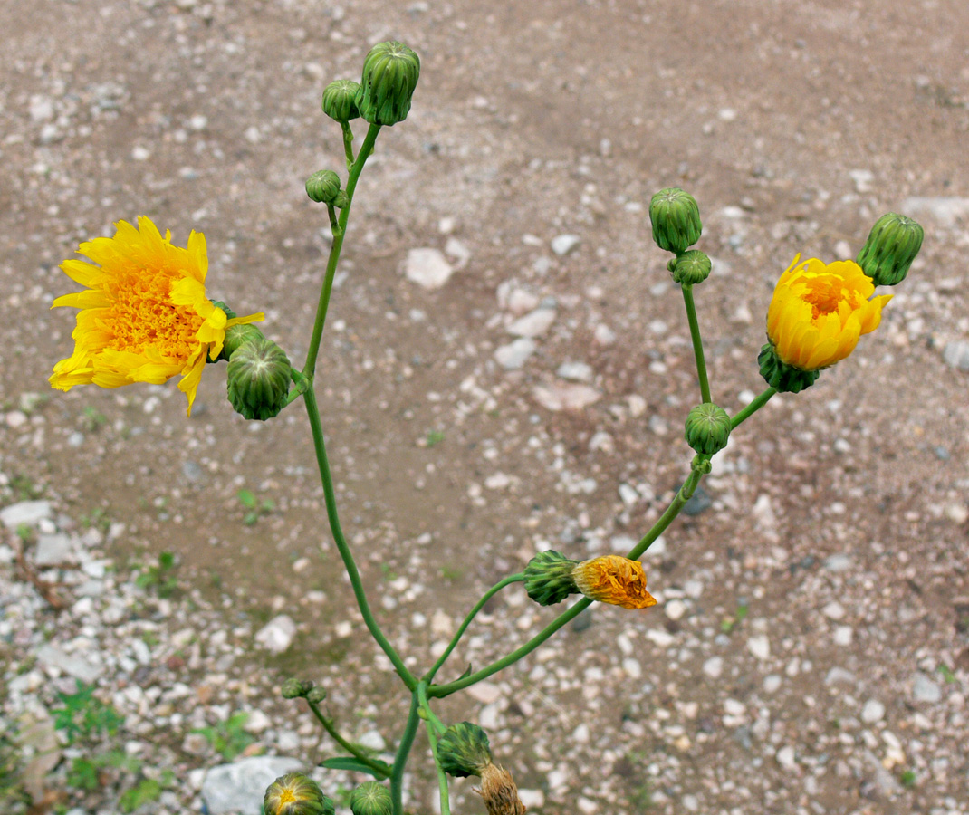 Изображение особи Sonchus arvensis ssp. uliginosus.