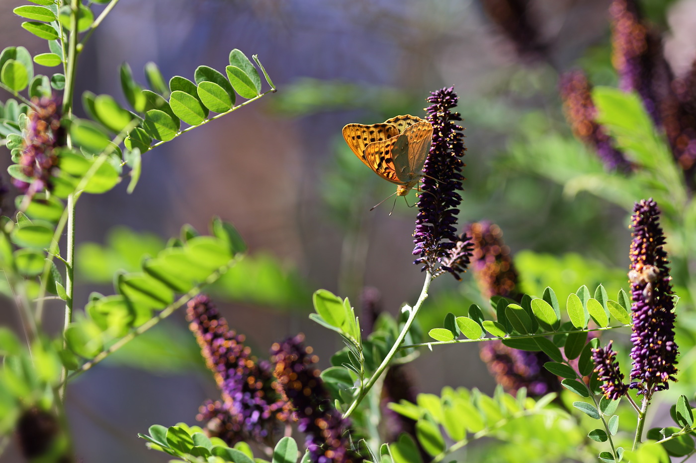 Изображение особи Amorpha fruticosa.