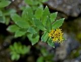 Rhodiola iremelica. Верхушка цветущего побега. Башкортостан, Мелеузовский р-н, национальный парк «Башкирия», долина р. Нугуш, устье р. Куперля, правый берег, в трещине скалы около водопада на р. Куперля. 11 июня 2018 г.