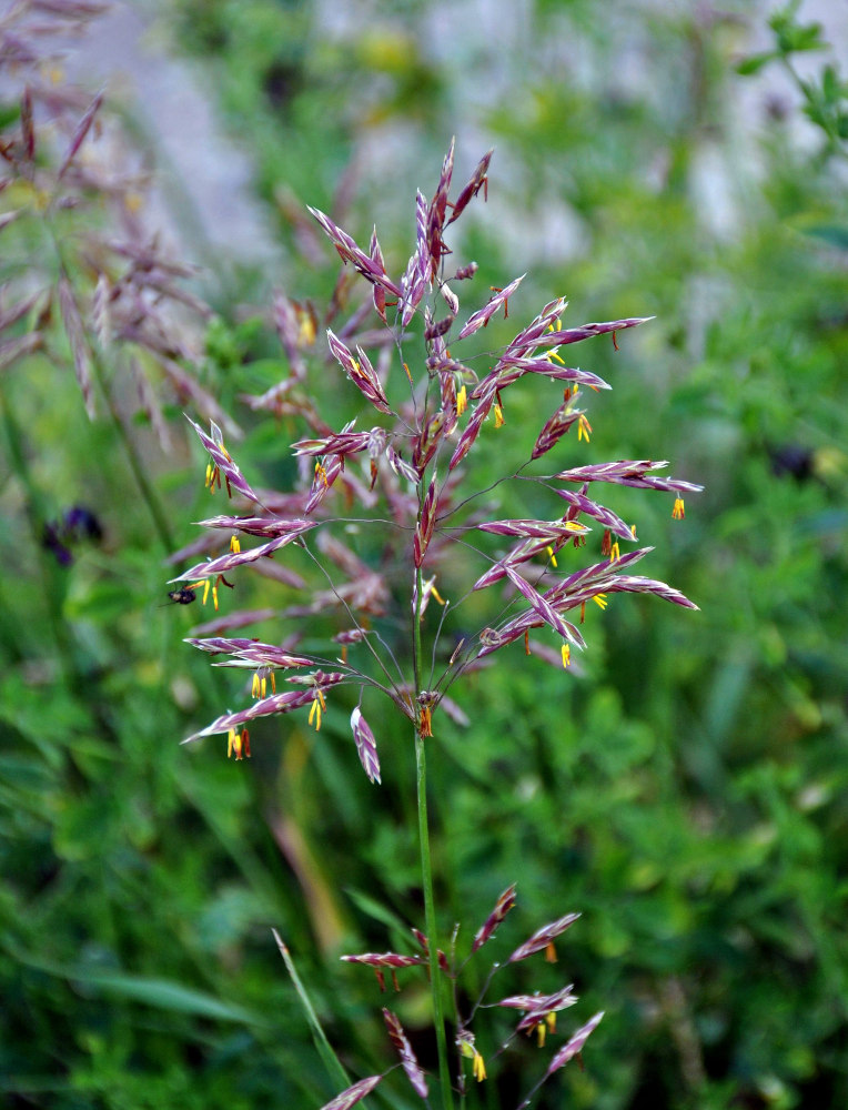 Изображение особи Bromopsis inermis.