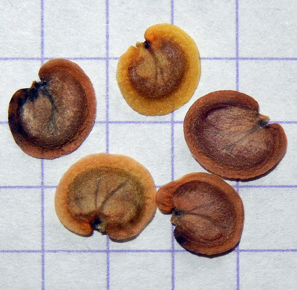 Image of Lunaria annua specimen.