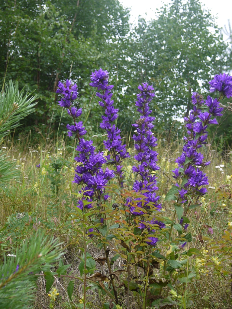 Изображение особи Campanula glomerata.