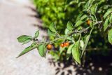 Solanum villosum. Верхушка веточки с плодами. Израиль, Голанские высоты, мошав Одем. 05.07.2018.