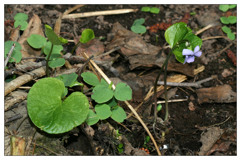 Изображение особи Viola epipsila.