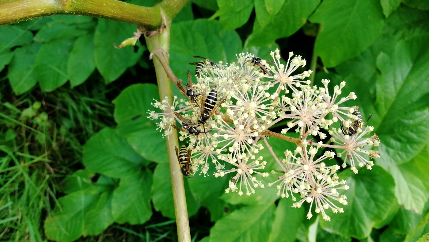 Изображение особи Aralia cordata.