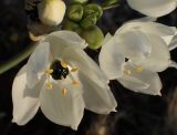 Ornithogalum arabicum