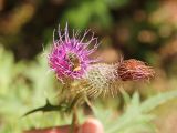 genus Cirsium. Соцветие с кормящейся пчелой и соплодие. Грузия, Боржоми-Харагаульский национальный парк, маршрут №10, ≈ 1300 м н.у.м, луг в смешанном лесу. 08.10.2018.