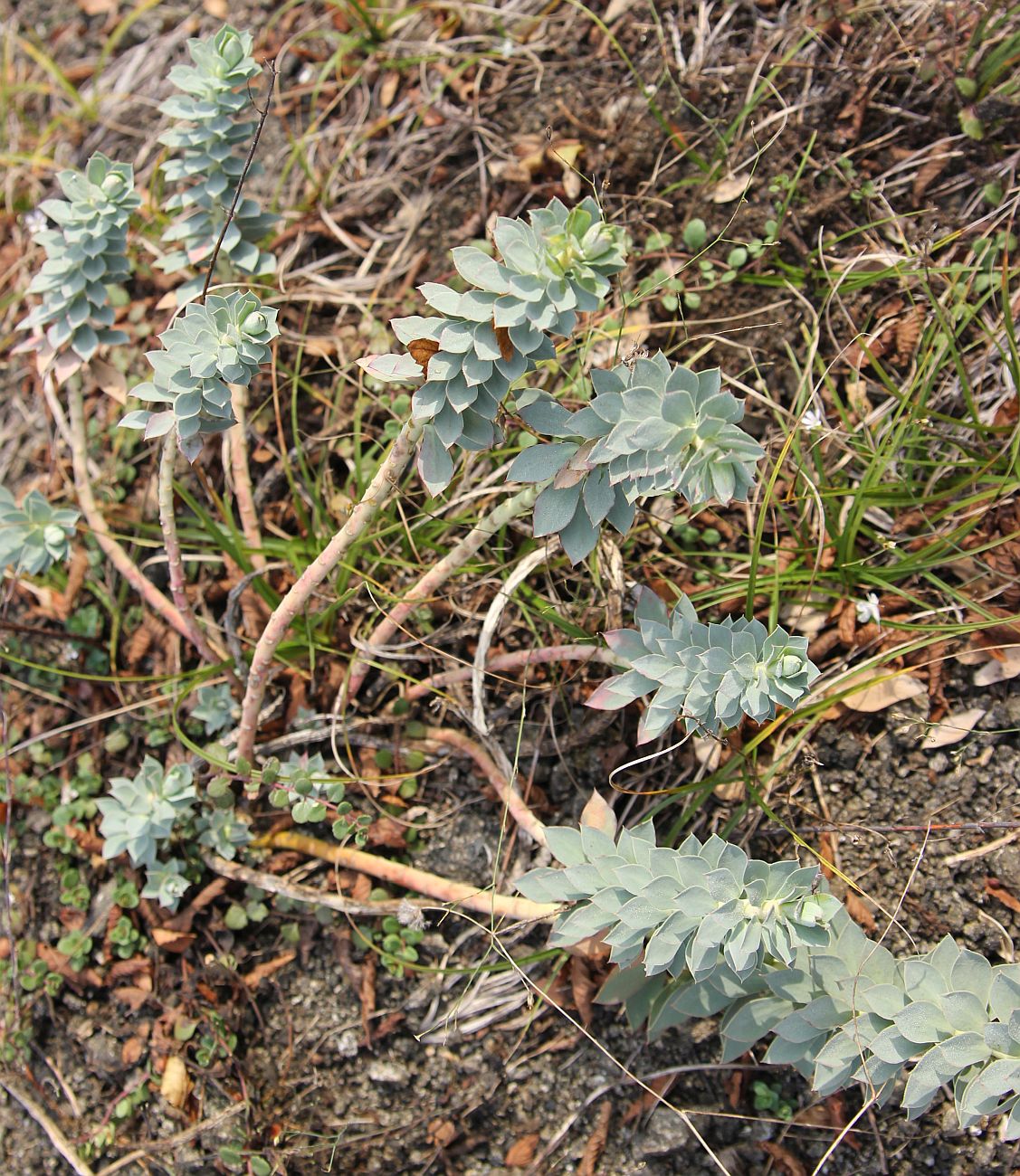 Image of Euphorbia myrsinites specimen.