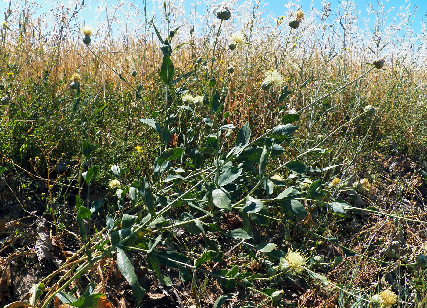 Изображение особи Rhaponticoides turkestanica.