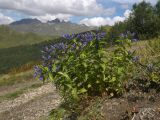 Gentiana schistocalyx