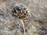 Allium globosum