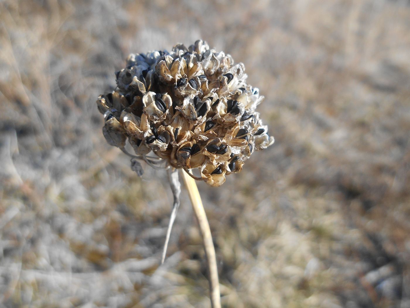 Image of Allium globosum specimen.