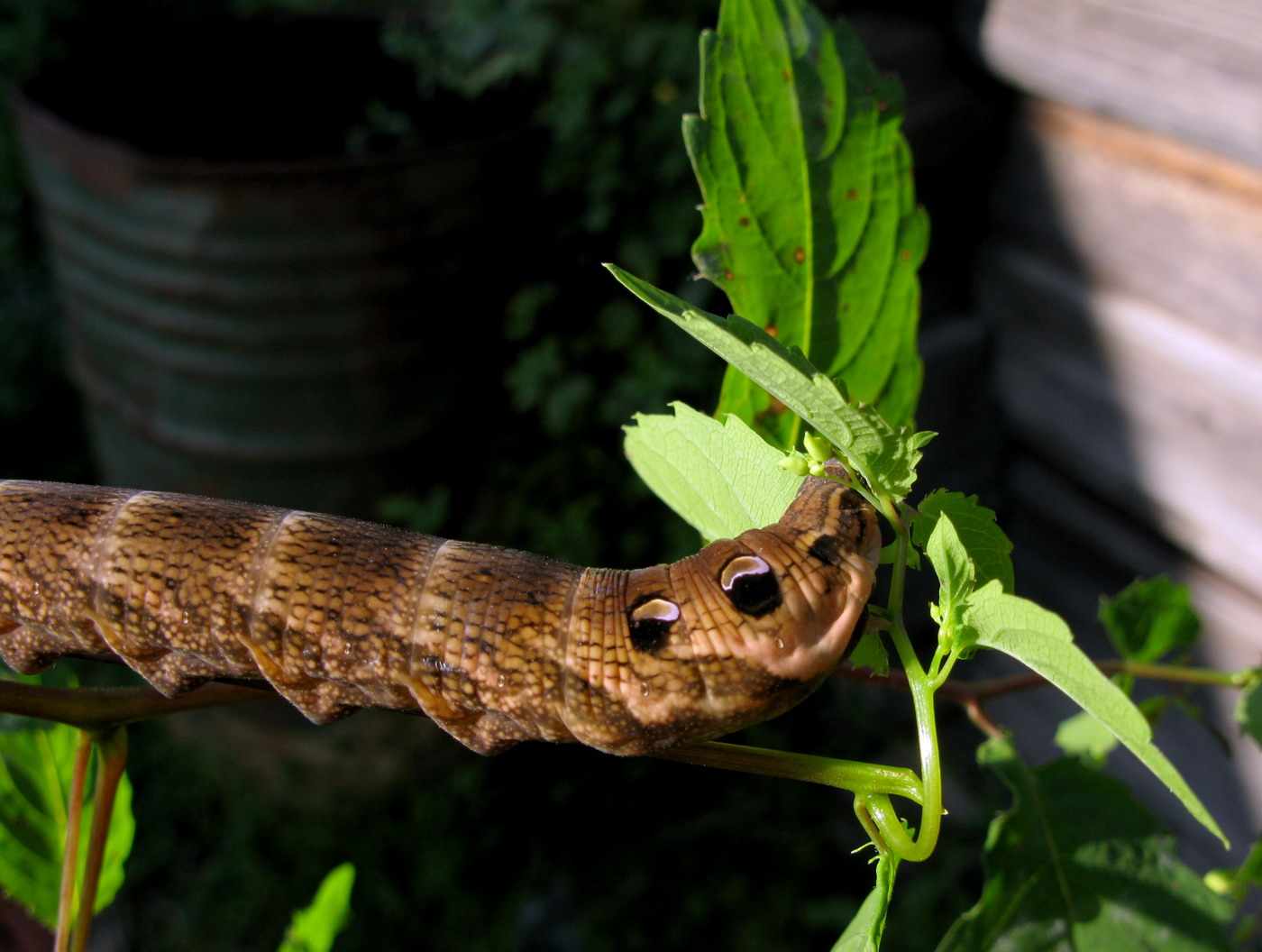 Image of Impatiens noli-tangere specimen.