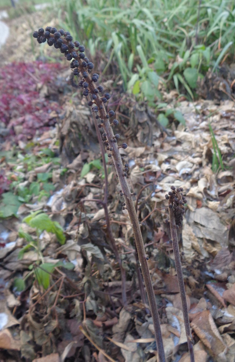 Image of Cimicifuga simplex specimen.