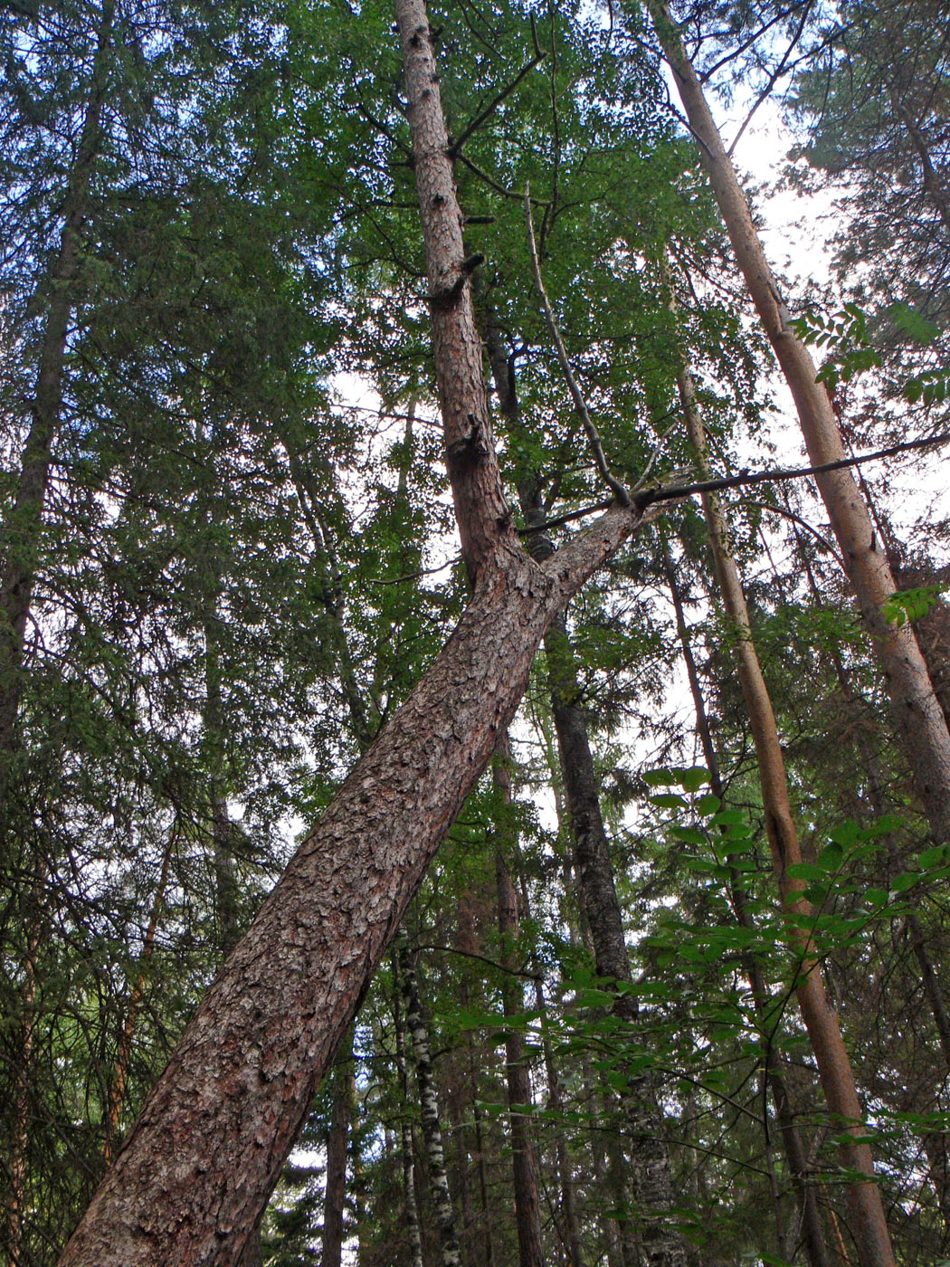 Image of Pinus sylvestris specimen.