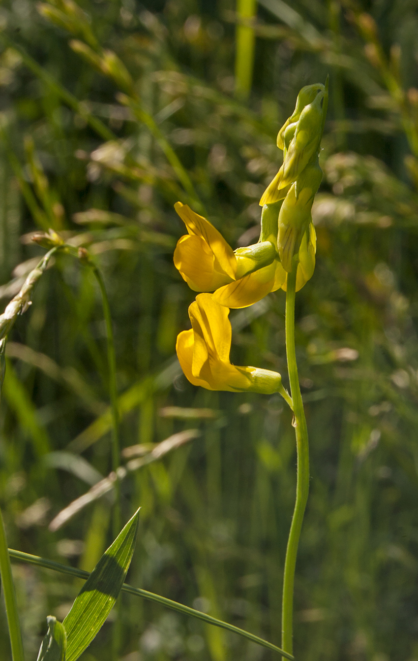 Изображение особи Lathyrus pratensis.