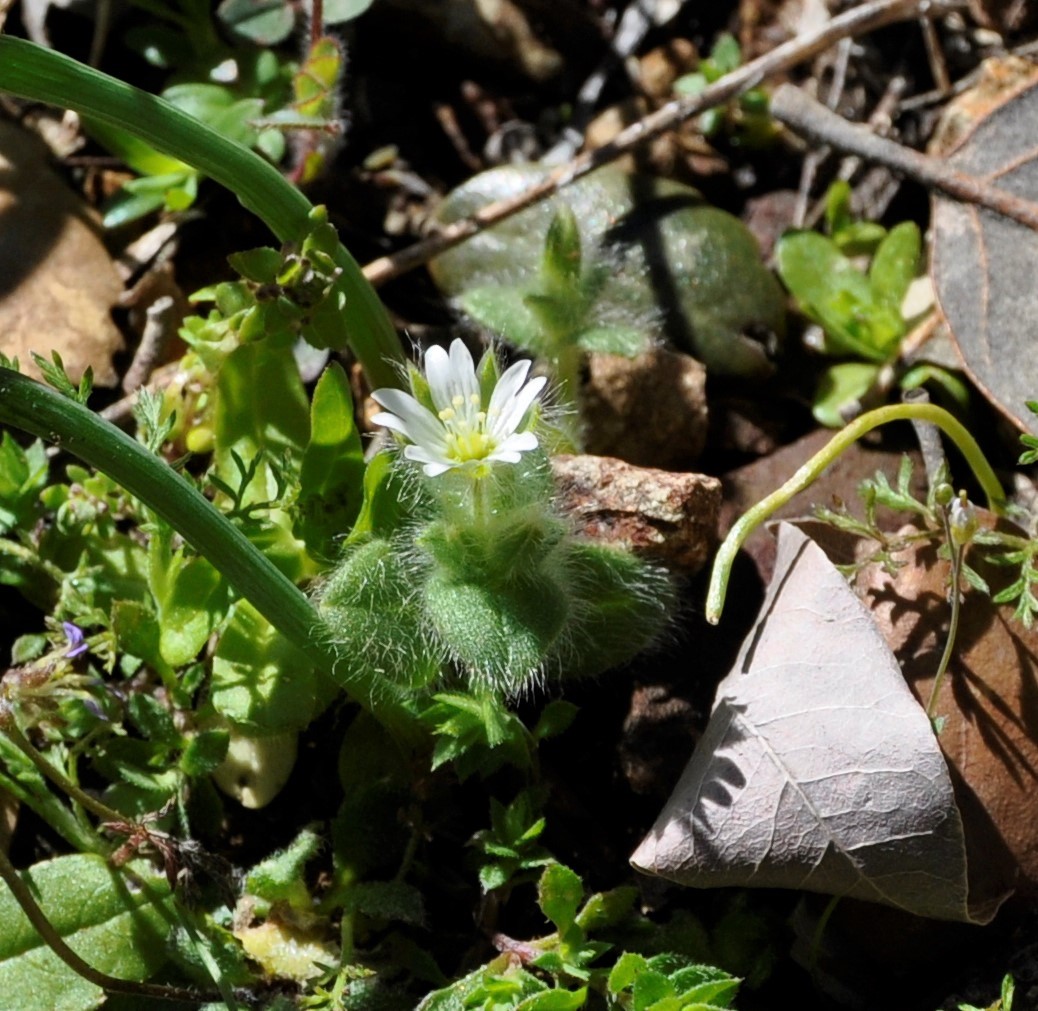 Изображение особи Cerastium brachypetalum ssp. roeseri.