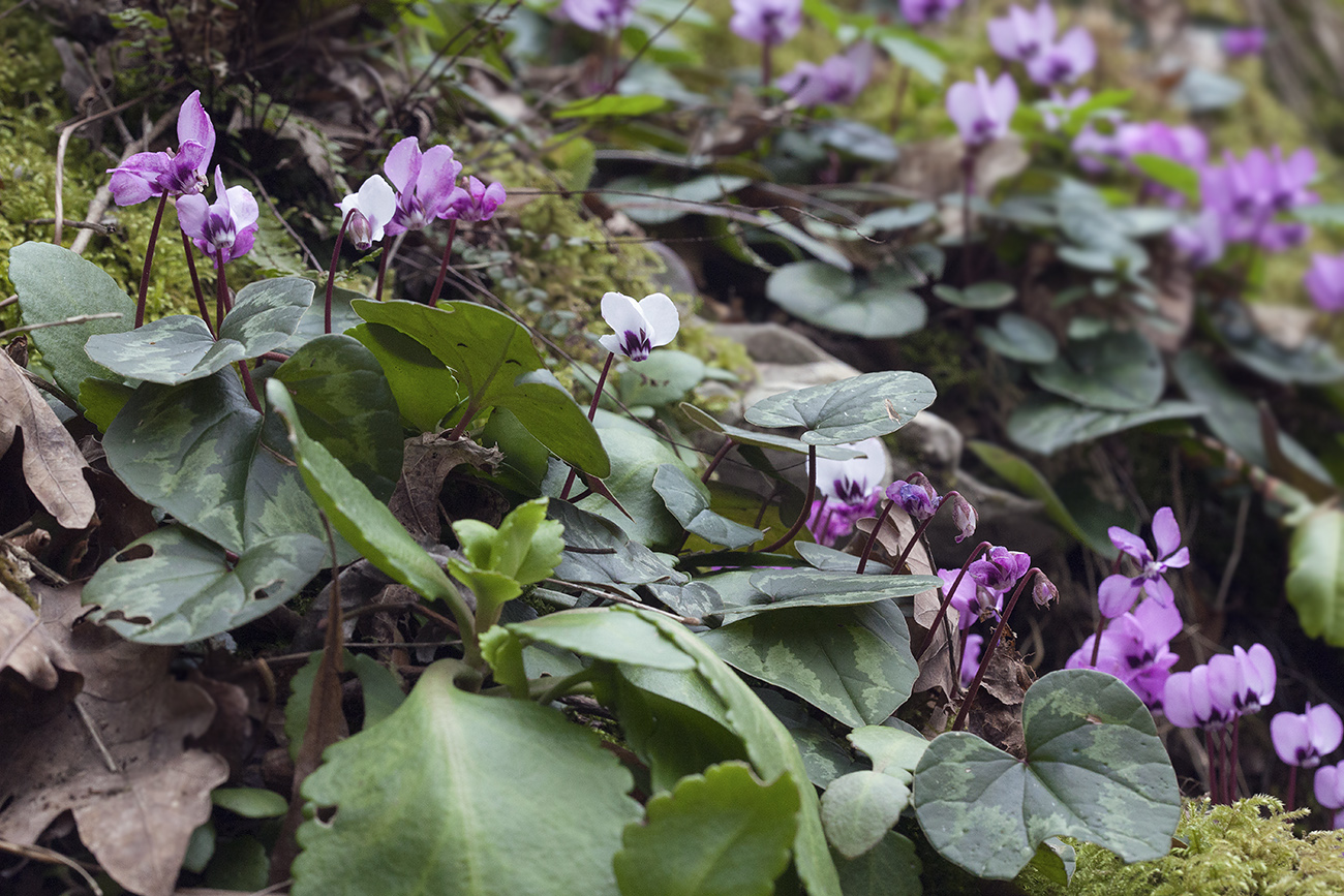 Image of Cyclamen coum specimen.