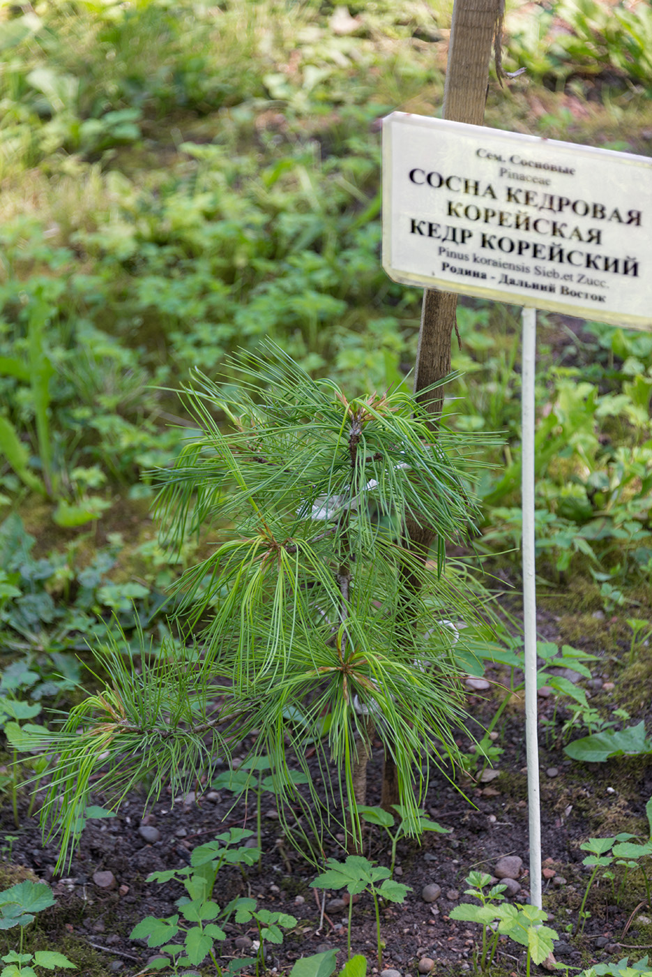 Изображение особи Pinus koraiensis.