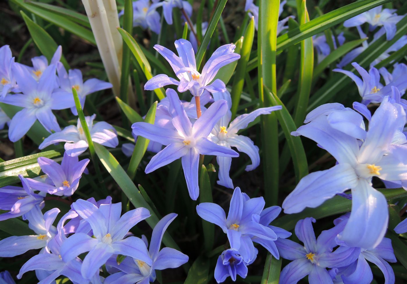 Image of Chionodoxa forbesii specimen.