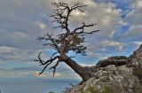 Pinus pallasiana