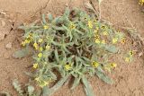 Arnebia decumbens