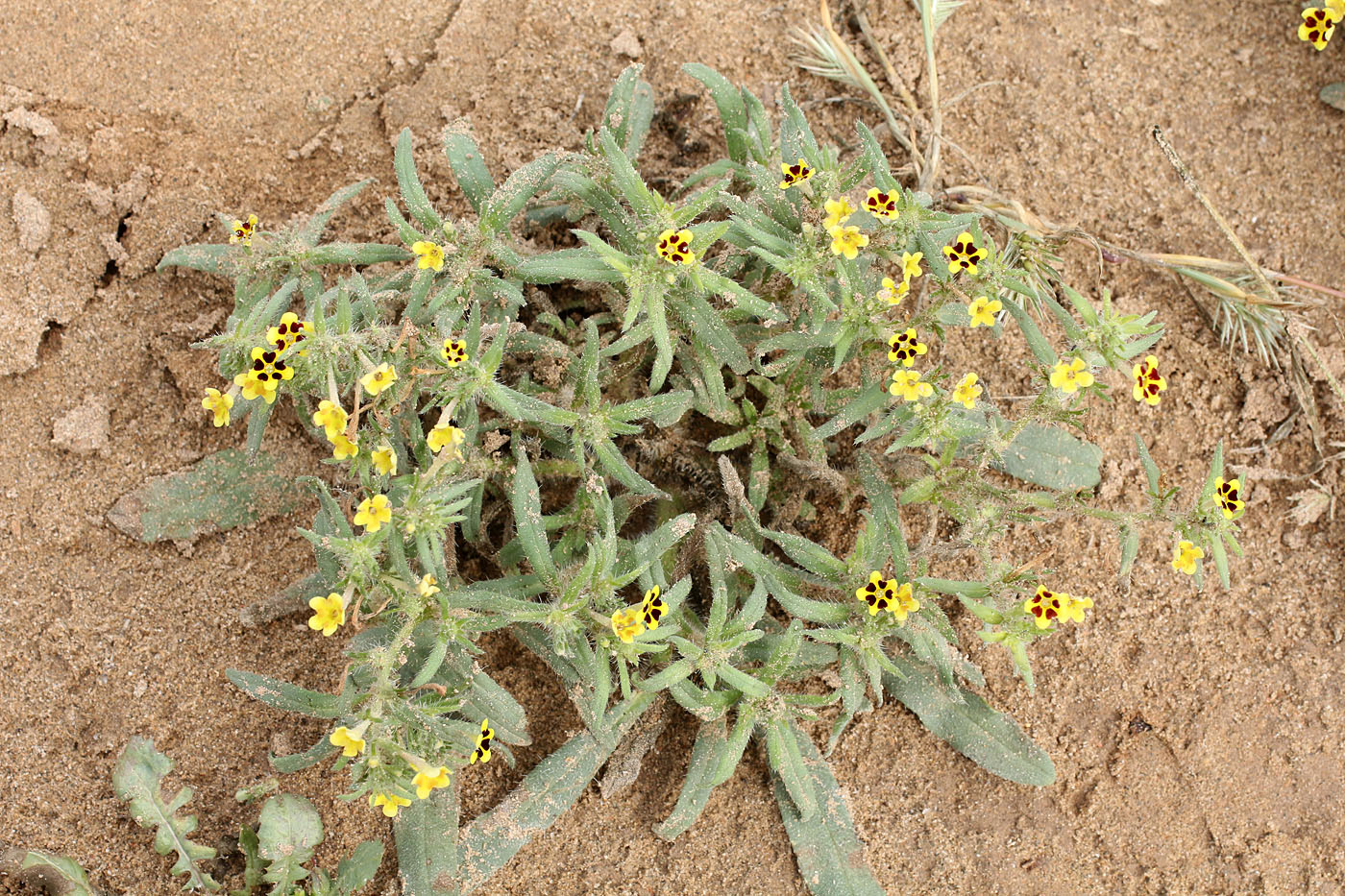 Image of Arnebia decumbens specimen.