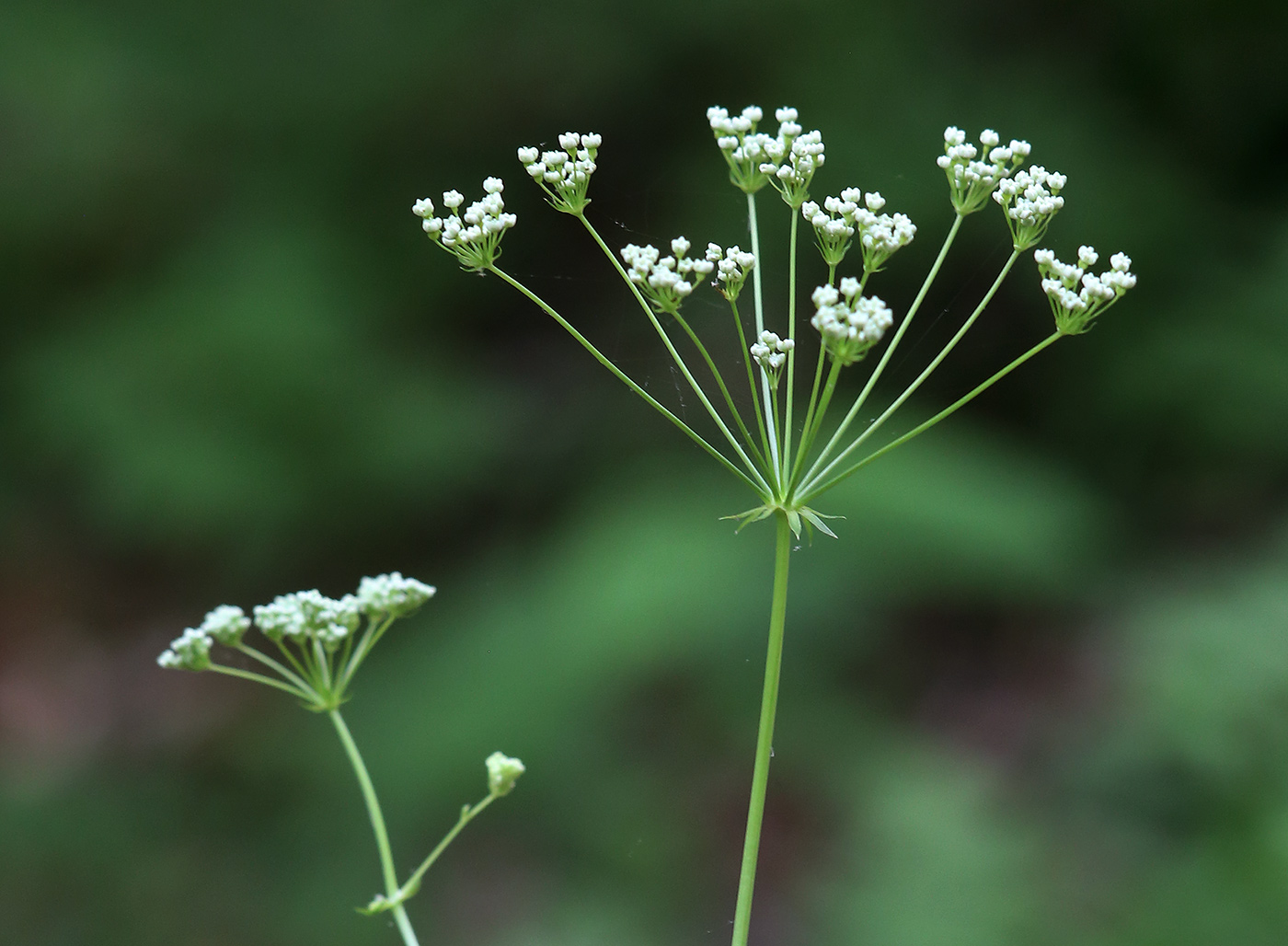 Image of Physospermum cornubiense specimen.