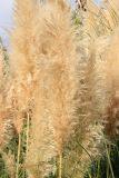 Cortaderia selloana. Соплодия. Краснодарский край, Черноморское побережье Кавказа, г. Сочи, Дендрарий, в культуре. 27 октября 2017 г.