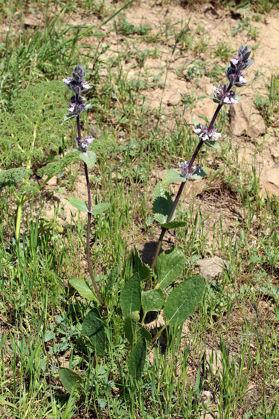 Изображение особи Phlomoides angreni.