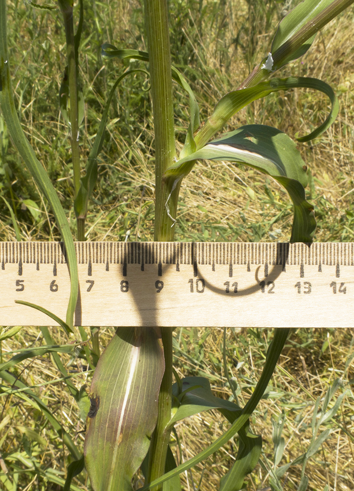 Изображение особи Tragopogon dasyrhynchus.