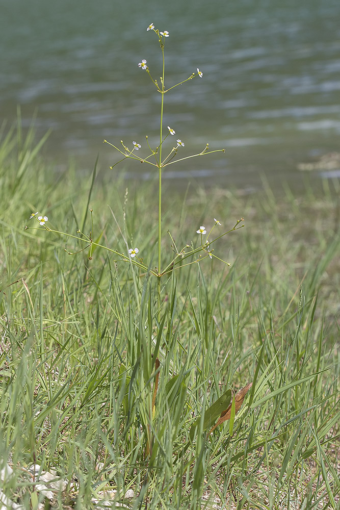 Изображение особи Alisma lanceolatum.