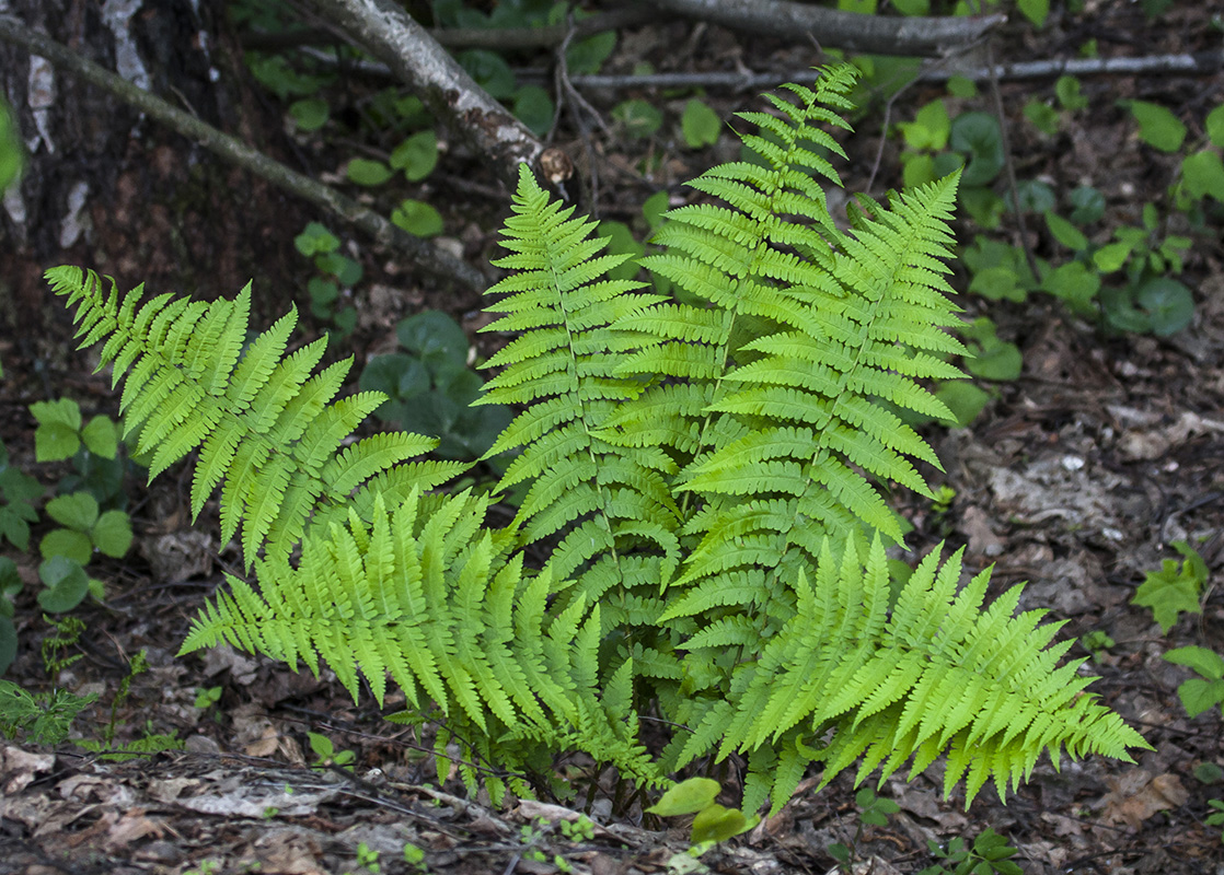 Image of Dryopteris filix-mas specimen.