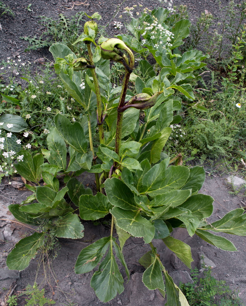 Image of Angelica sachokiana specimen.