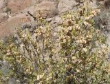 Zygophyllum atriplicoides