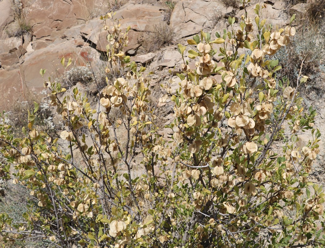 Image of Zygophyllum atriplicoides specimen.