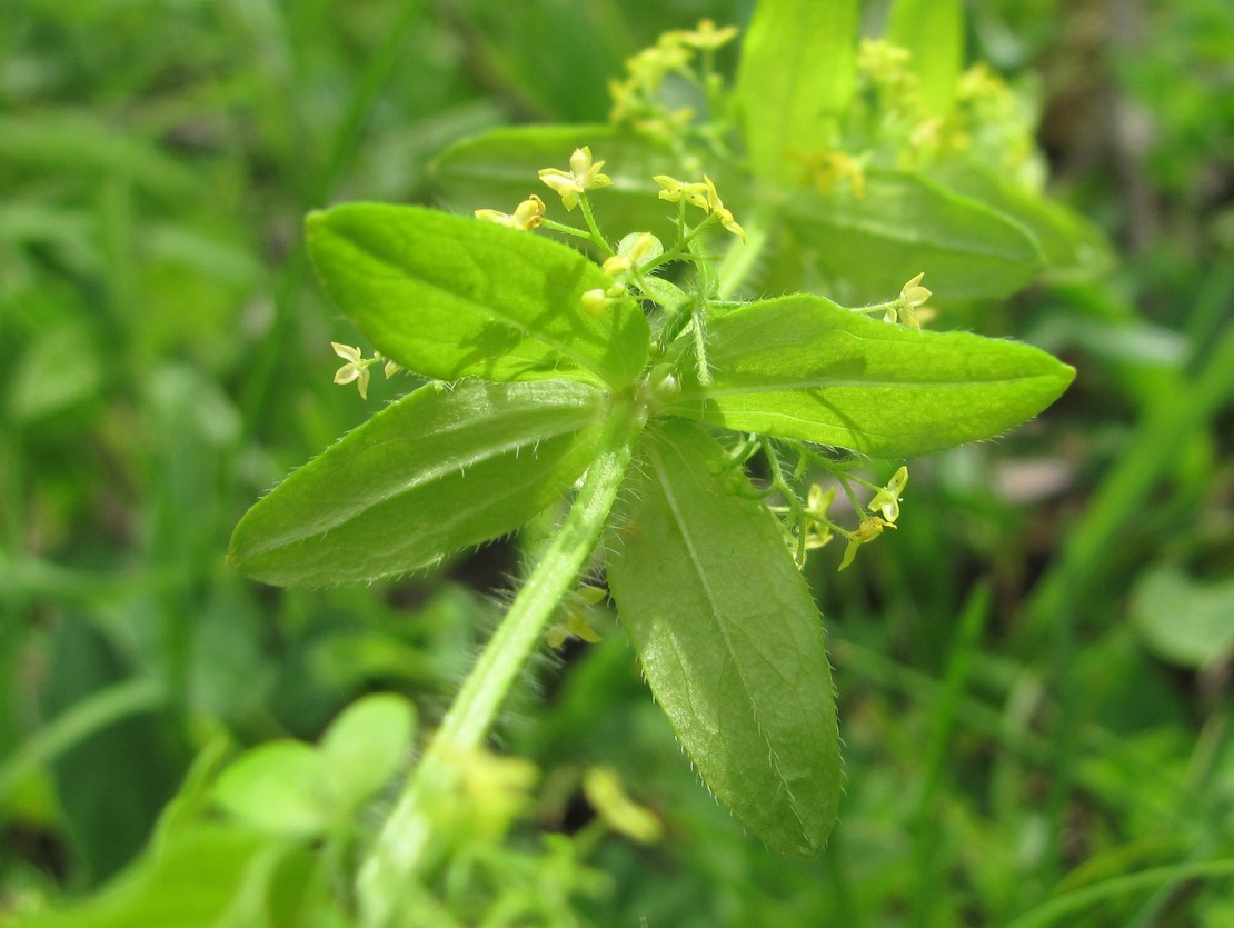 Image of Cruciata laevipes specimen.