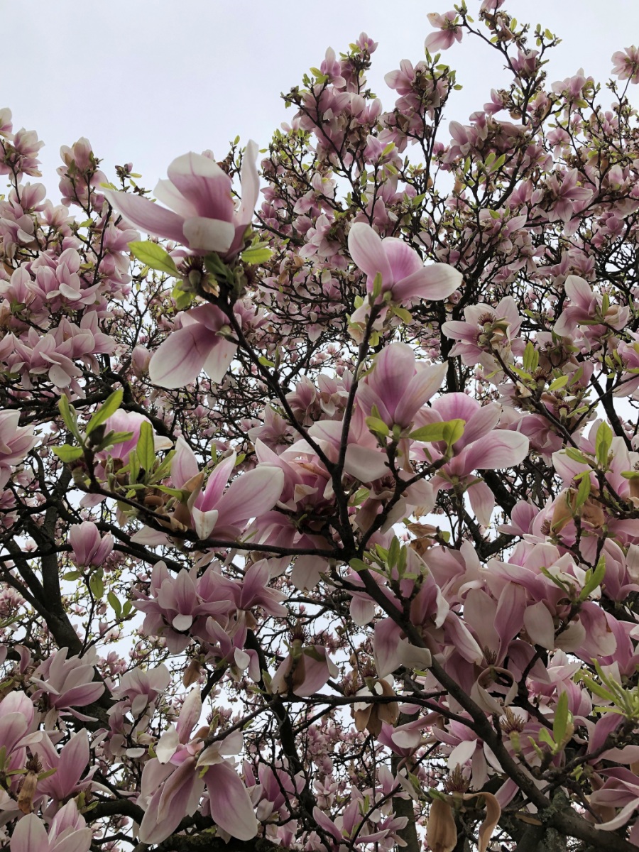 Image of Magnolia &times; soulangeana specimen.